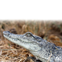 گونه کروکودیل پوزه کوتاه Mugger Crocodile